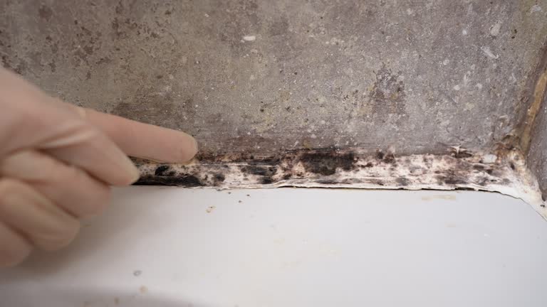Best Crawl Space Mold Remediation  in Norwich, CT