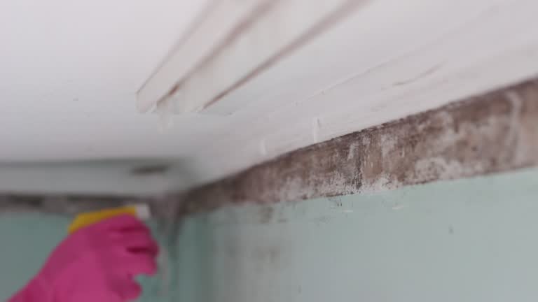 Best Dehumidification Services  in Norwich, CT
